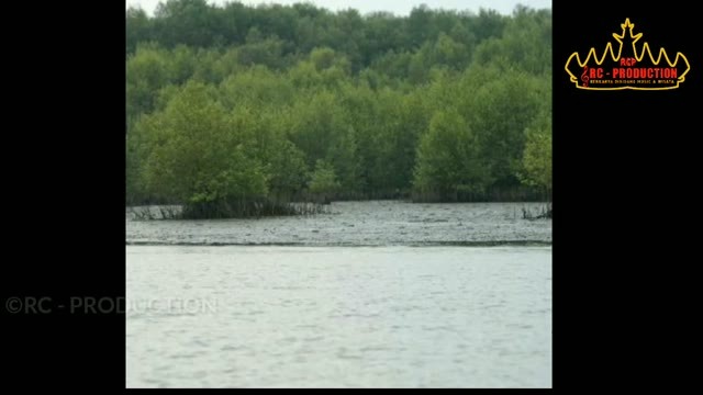 Wisata Mangrove Lampung Timur