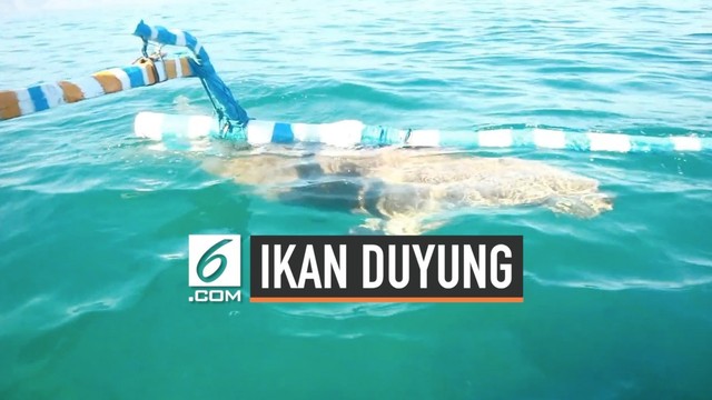 Festival Memanggil Ikan Duyung Di Pulau Alor Liputan6 Com Vidio