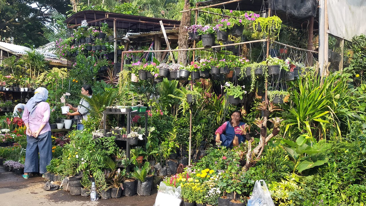 Streaming Berburu Tanaman  Hias  di Pasar  Splendid Malang  