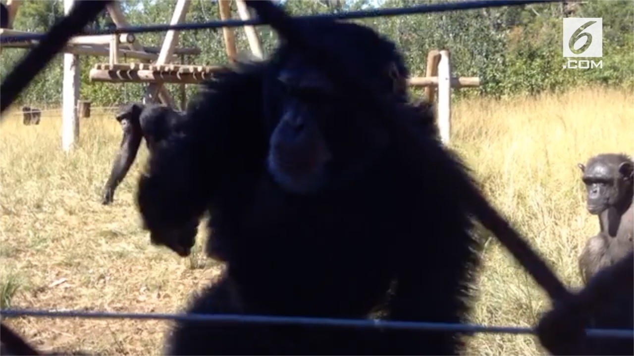 Simpanse Yang Hobi Joget Vidiocom