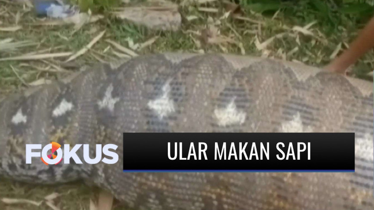 Perut Membesar Dikira Makan Manusia, Seekor Ular Piton 8 Meter Ternyata