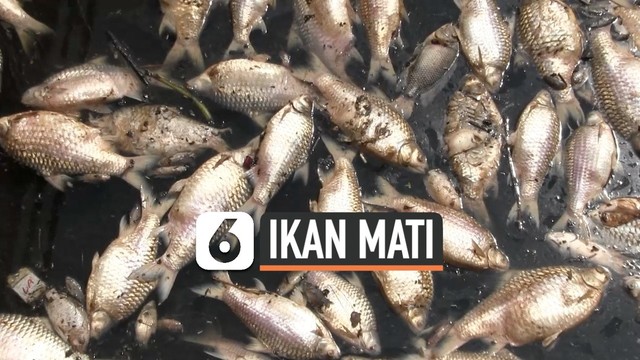 77 Koleksi Ikan Air Laut Semarang Gratis Terbaik