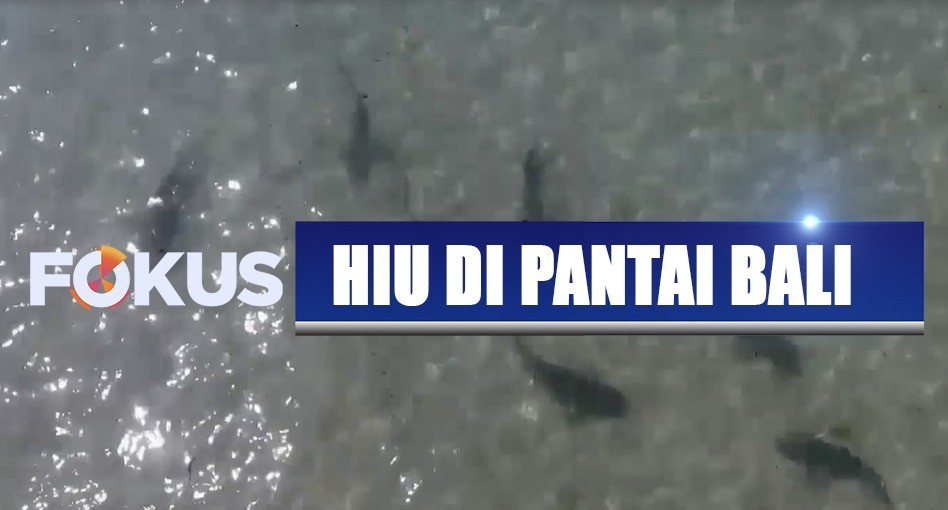 Kemunculan Hiu Blacktip Di Pantai Nusa Dua Curi Perhatian Wisatawan Fokus