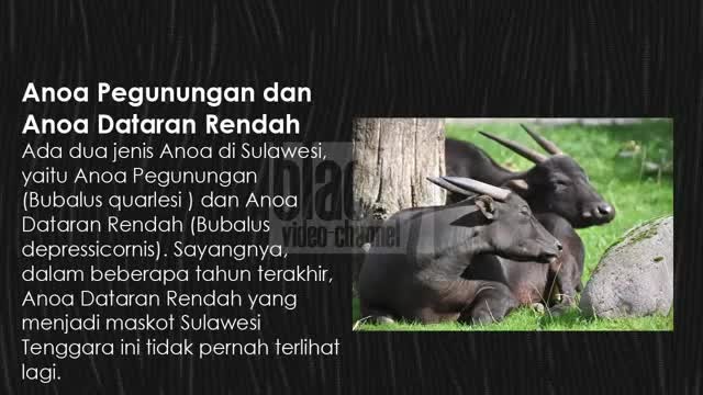 BANGGA 10 Binatang  Langka  yang  Hanya  Ada  di  Indonesia  