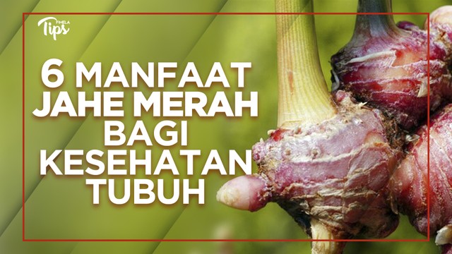 6 Manfaat Jahe Merah Bagi Kesehatan - Vidio.com