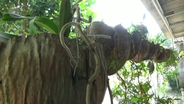 Streaming Pot  tanaman dari  sabut  kelapa  yang ramah 