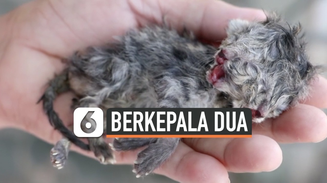 Anak Kucing Berkepala Dua Lahir Di Thailand Vidiocom