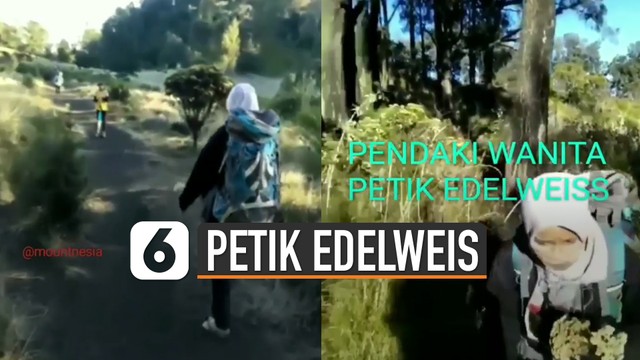 Streaming Kembali Terjadi Pendaki Gunung Petik Bunga  