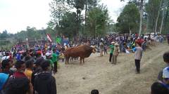 ponijo, sapi seberat hampir 1 ton memenangi kontes ternak di lereng merapi