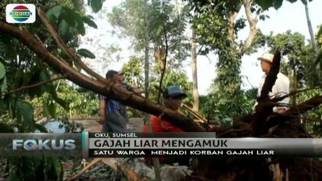 Download 8200 Gambar Gajah Yang Belum Diwarnai Terbaru HD