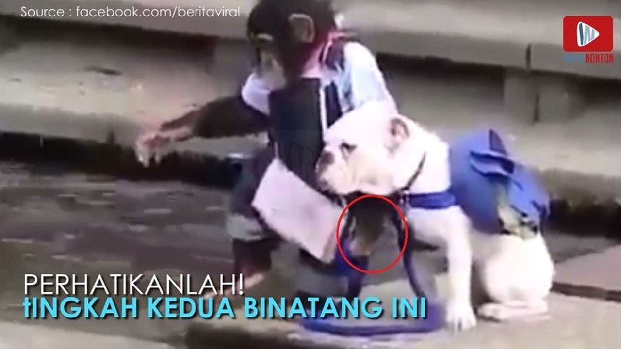 Streaming Yuk Lihat Bagaiman Monyet Memasaksa Anjing Menyeberang Sungai Vidio Com