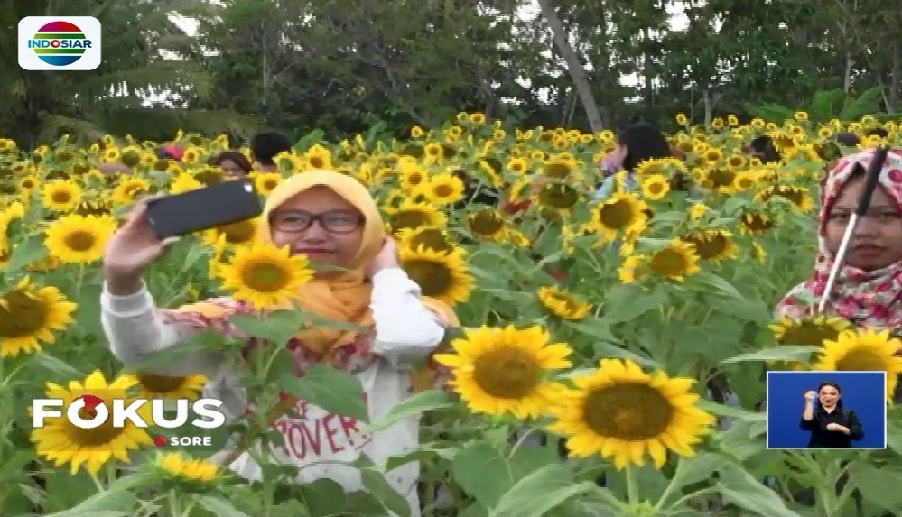 Streaming Wisata Bunga Matahari Di Magelang Fokus Sore Vidio Com