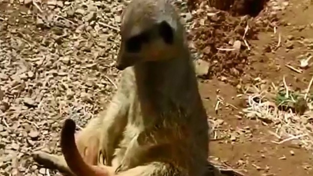 Streaming Musang Mengantuk Tapi Buntutnya Bangun Vidio Com