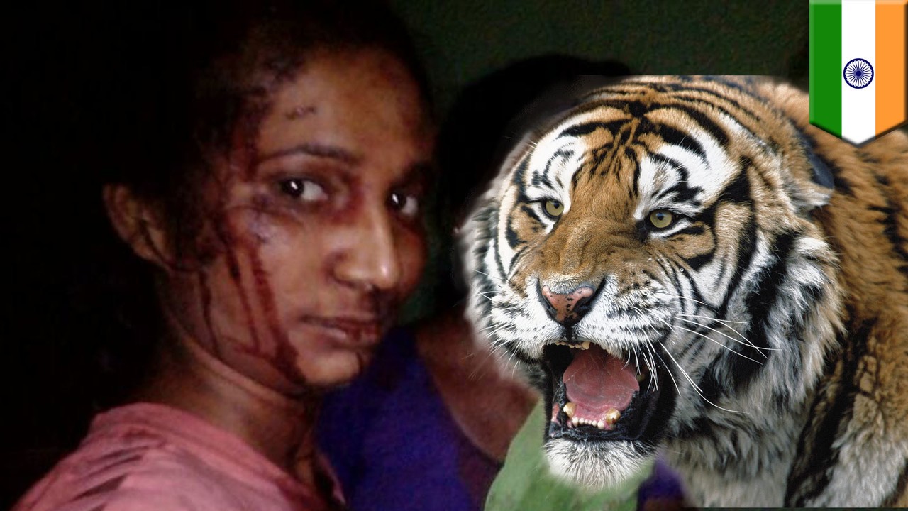 Streaming Manusia VS Harimau wanita India lawan harimau 