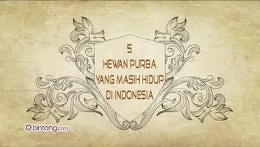 Video Hewan  Purba  Terbaru Vidio com