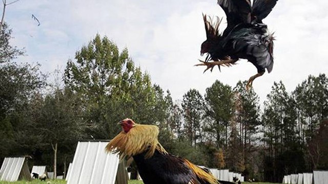 Download 63 Gambar Animasi Ayam Adu Hd Free Downloads Gambar Animasi