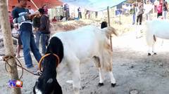Warga Kemalang Gelar Kontes Kambing dan Domba di Tepi Embung Tirto Mulyo