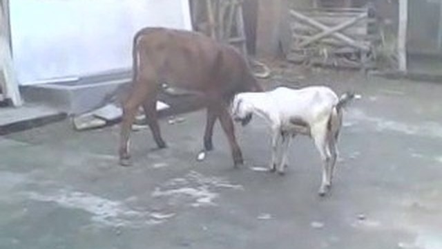 Streaming Kambing Vs Kerbau Vidio Com