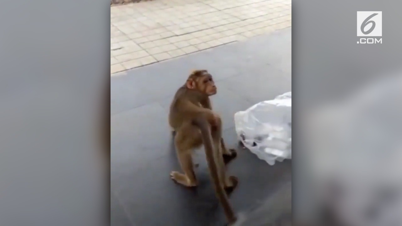 Lihat Kelakuan Monyet Meledek Anjing