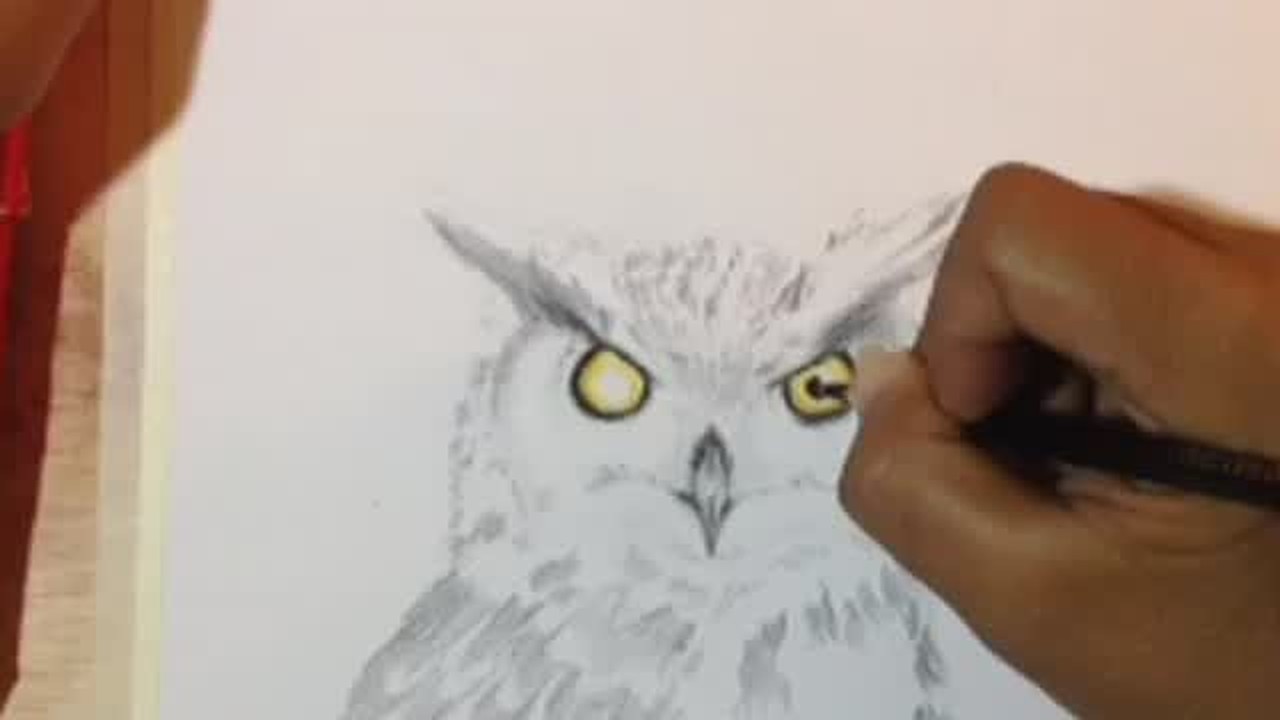 Streaming cara menggambar burung hantu dengan pensil 