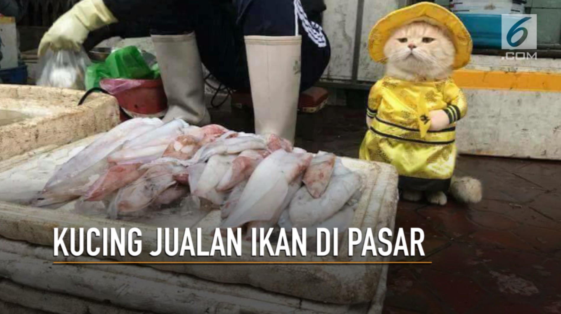 Aksi Kucing Jualan Di Pasar