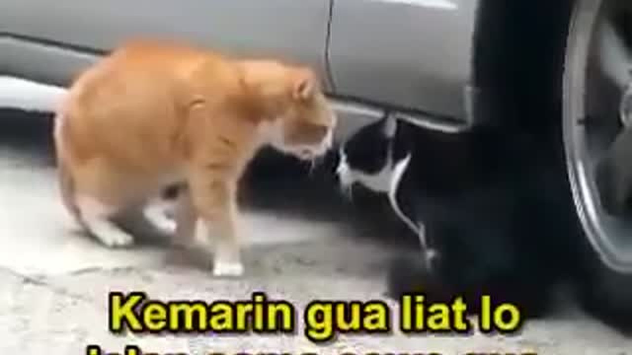 Streaming Lucu Banget Percakapan 2 Kucing Ini Vidio