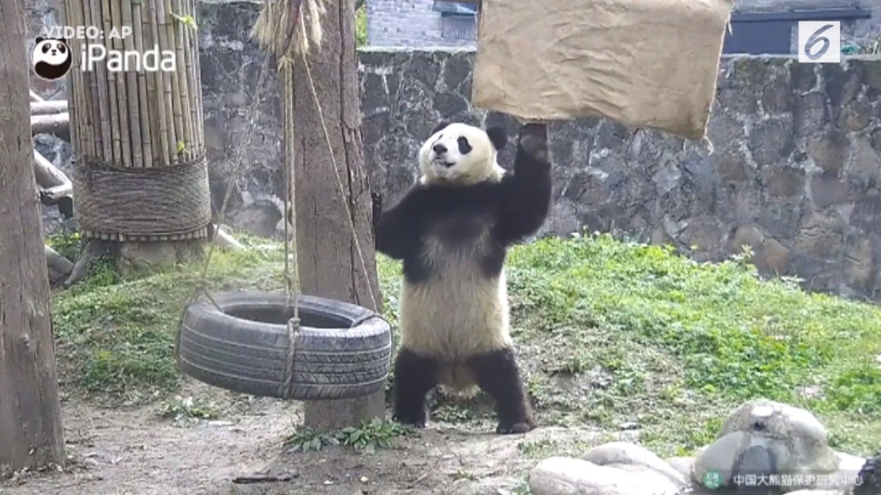 Streaming Ekspresi Panda Saat Berolahraga Ini Bikin Gemas Vidio Com