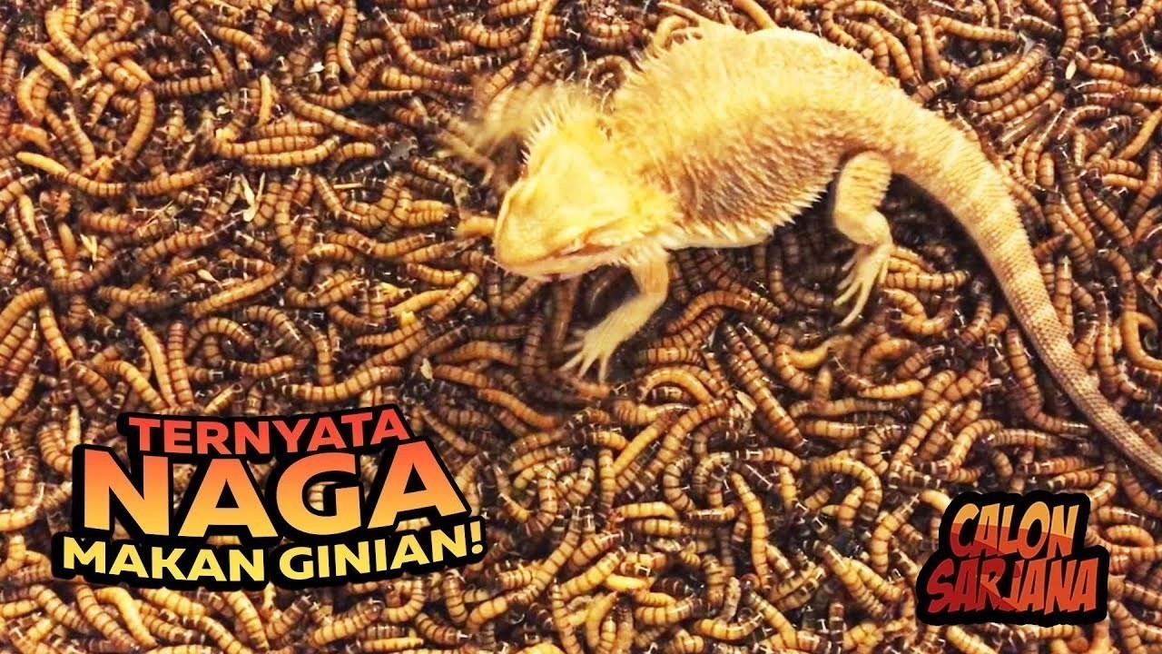 40+ Gambar Hewan Dan Gambar Makanannya Gratis