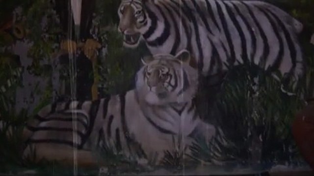 Kumpulan Foto Macan Putih