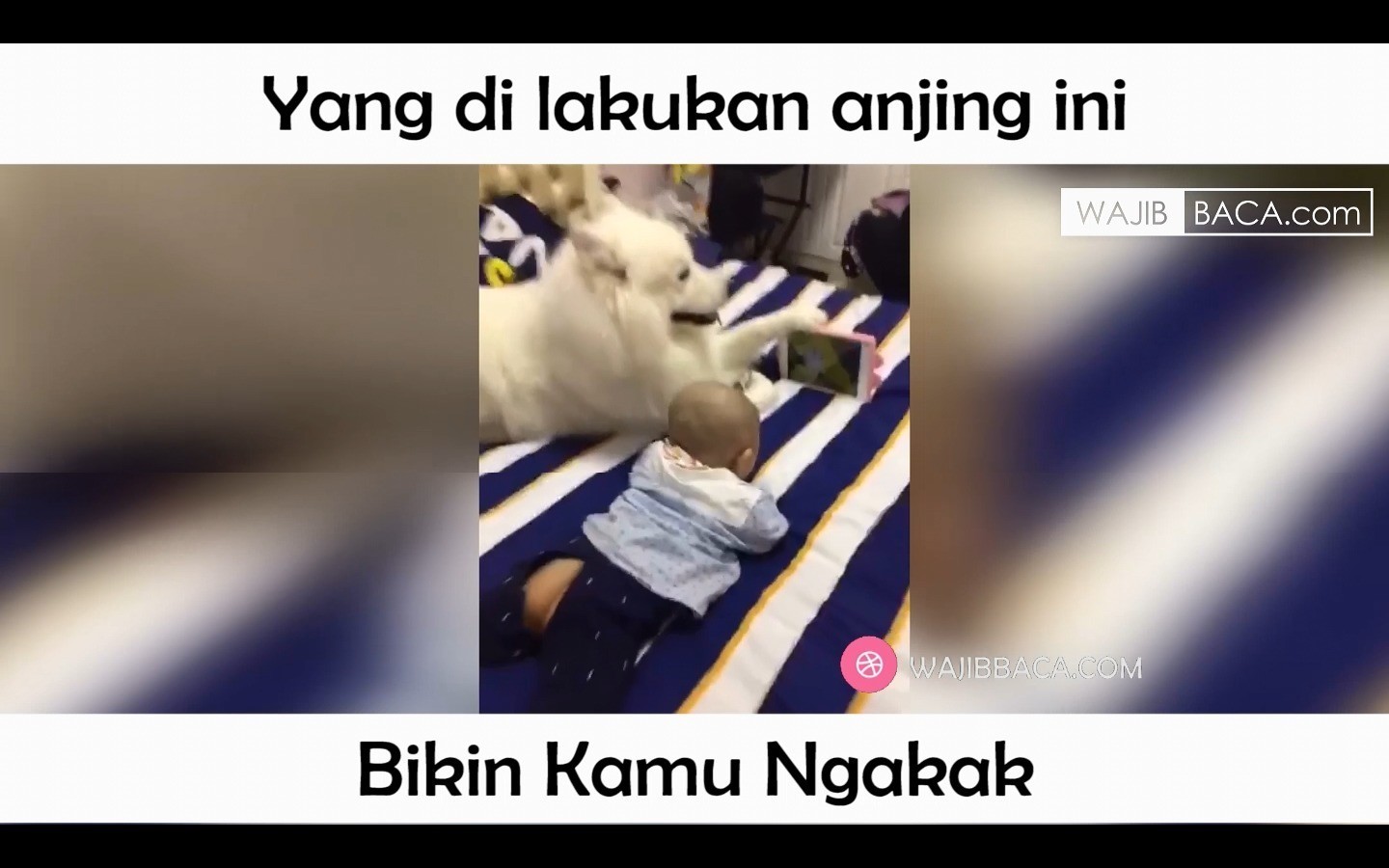 Streaming Anjing Ngajak Selfie Perhatikan Apa Yang Dilakukan Balita Setelahnya Vidio
