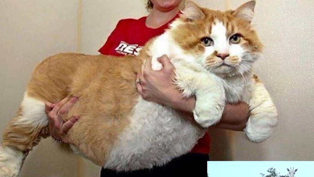 Wow Inilah Kucing Kucing Raksasa Di Dunia Vidio
