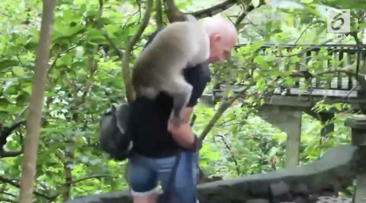 Monyet Di Ubud Gigit Tangan Turis Vidiocom