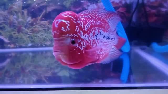 Download 940+ Background Aquarium Louhan HD Terbaik