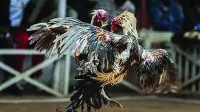 Cara Daftar Permainan Sabung Ayam Online Deposit Gopay Dana