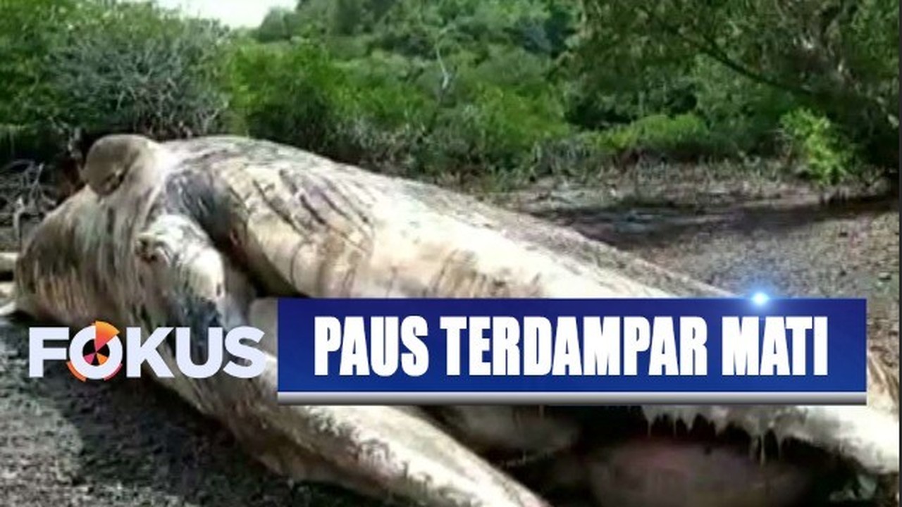 Paus Biru Yang Terdampar di Papua Akhirnya Mati Fokus INDOSIAR Vidio