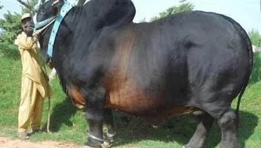 Video Sapi Terbesar Kumpulan Video Terbaru Vidiocom