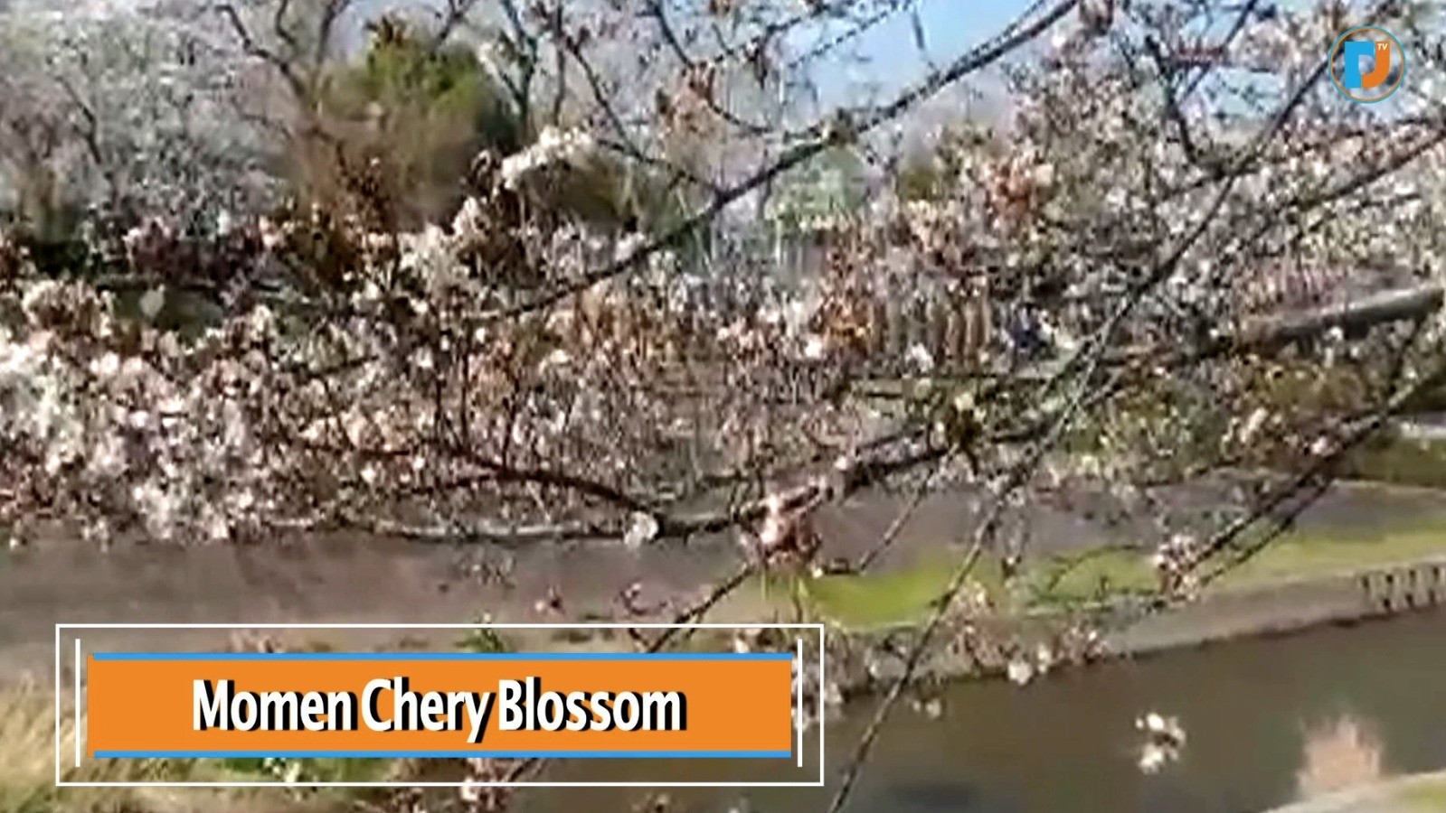 Wajib Dikunjungi Indahnya Momen Cherry Blossom Di Toyohashi Japan Laparmataduniamoa 6957f0 Jpg