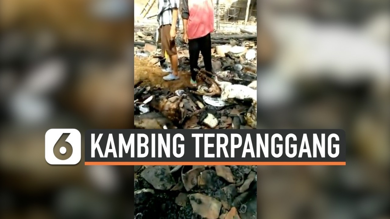 Streaming Lupa Matikan Kayu  Bakar  di Dapur  5 Ekor Kambing 