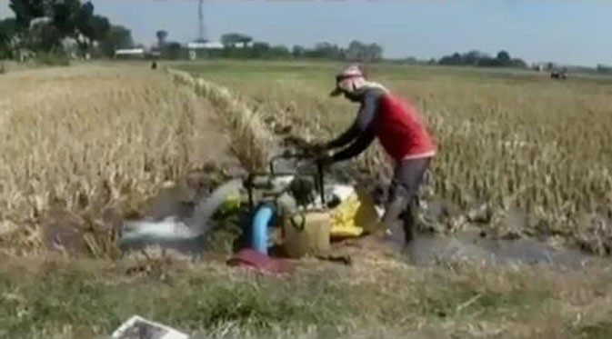 31 Gambar  Kartun Petani  Mengairi  Sawah  Gambar  Kartun HD