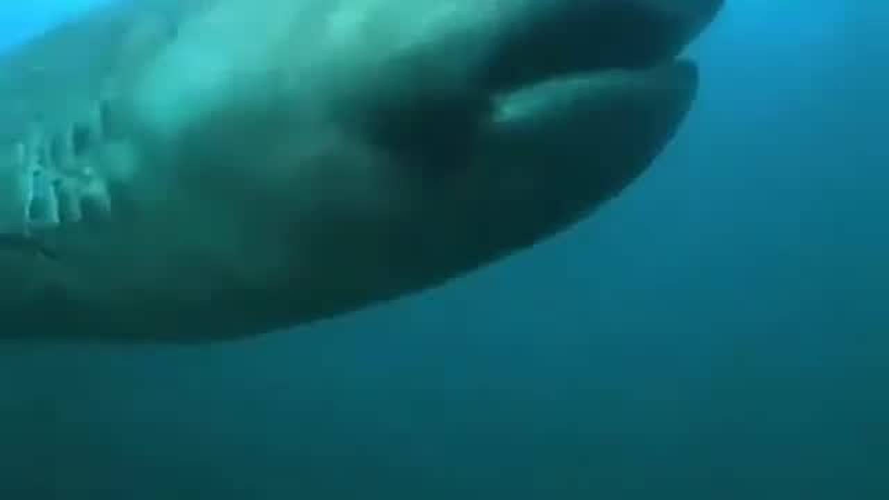 Terekam Video Hiu Megamouth di Laut Pasifik | Vidio