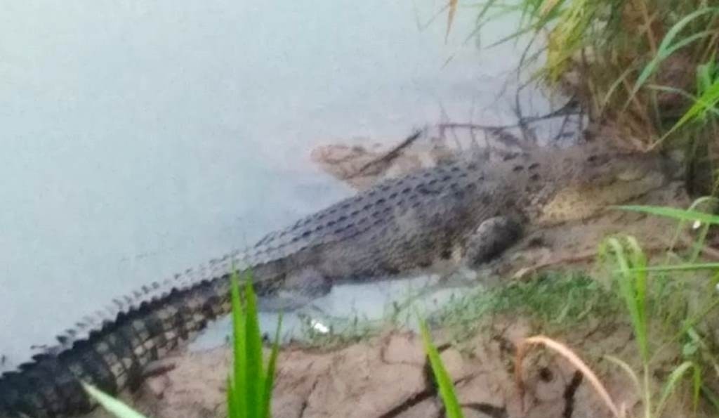 88 Koleksi Foto Penampakan Buaya Putih Terbaik