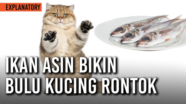 Benarkah Ikan Asin Bikin Bulu Kucing Rontok Vidio Com