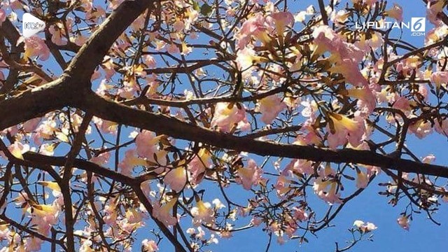  Gambar Bunga Sakura Di Surabaya  Gambar  Bunga  HD