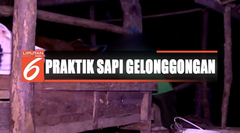 sigi perangkap sapi gelonggongan liputan 6 siang