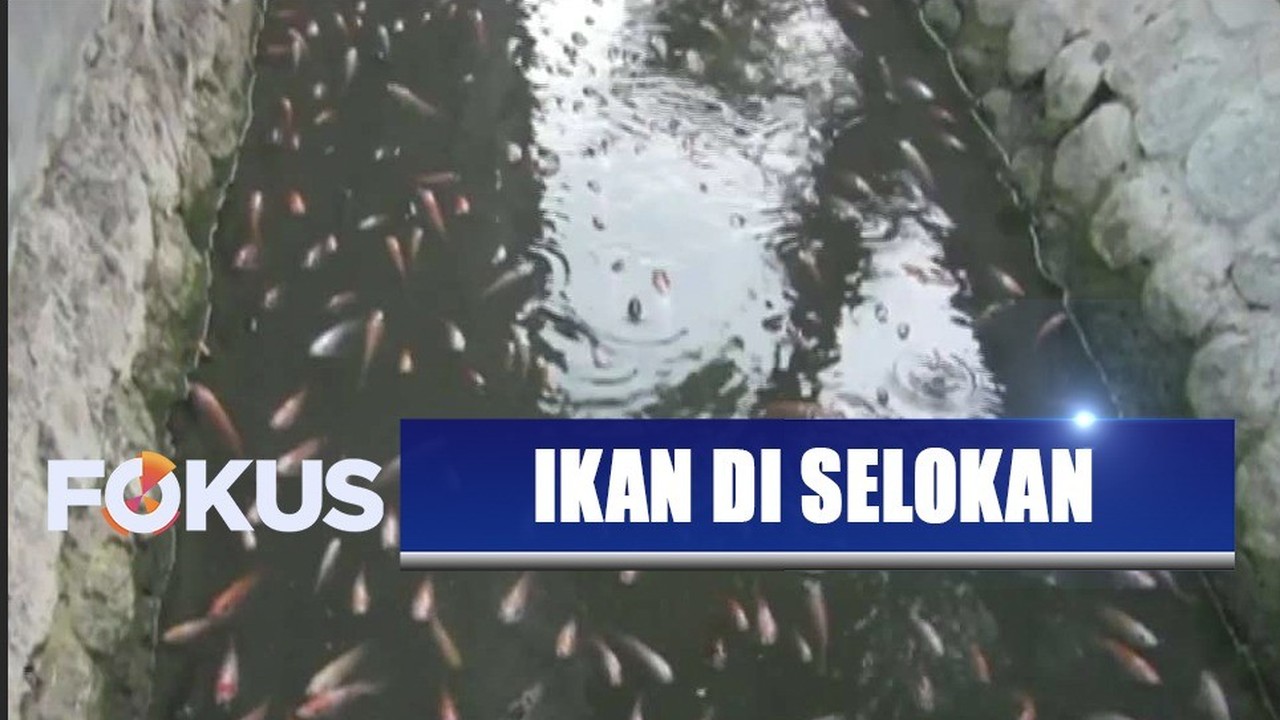 Streaming Cara Unik Warga Cirebon Ternak Ikan di Selokan ...