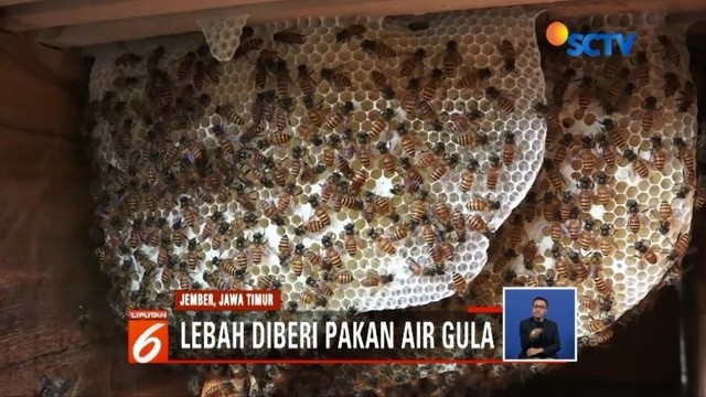 Streaming Melihat Proses Budidaya Lebah Madu Di Jember Liputan 6
