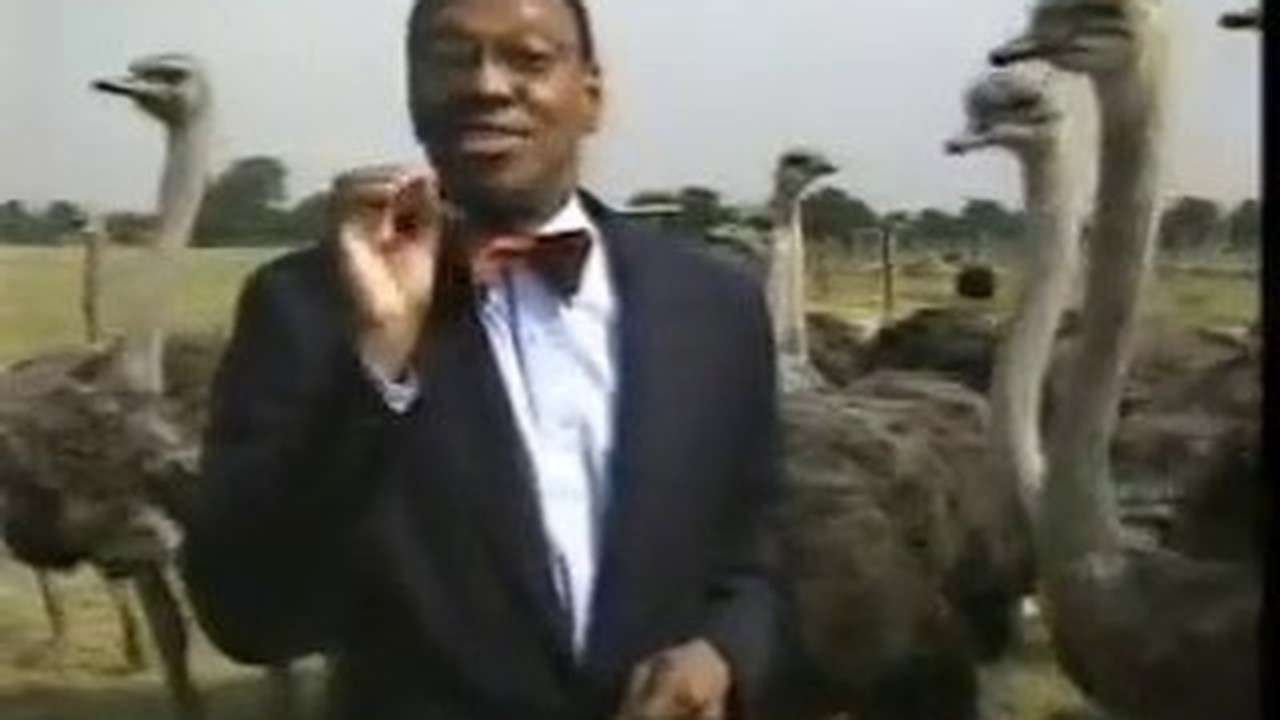 Streaming Burung Unta Penggangu Siaran Langsung Vidio