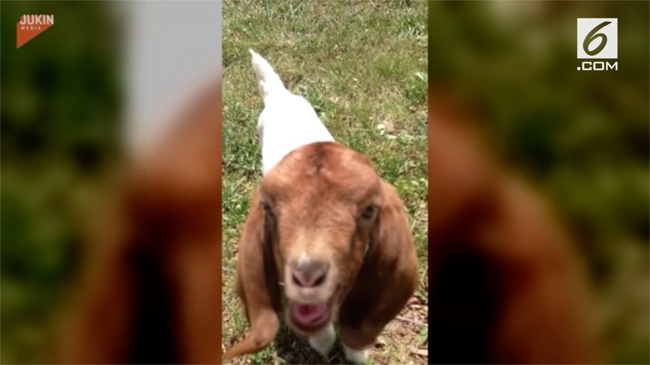 Streaming Ajaib Anak Kambing Mampu Berbicara Bahasa Inggris Vidio Com