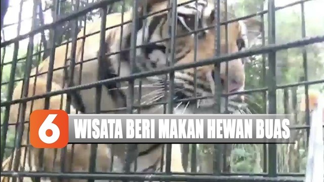 Https Www Vidio Com Watch 1864287 Isi Liburan Ke Kebun Binatang Yuk Bisa Beri Makan Hewan Buas Langsung Lho Liputan 6 Siang Https Cdn Production Thumbor Vidio Akamaized Net Z7vyqoxssiabgjeieky5j8pmoua 640x360 Filters Quality 90 Vidio