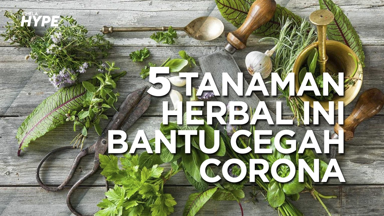 Streaming 5 Tanaman Herbal Ini Bantu Cegah Corona Vidio Com